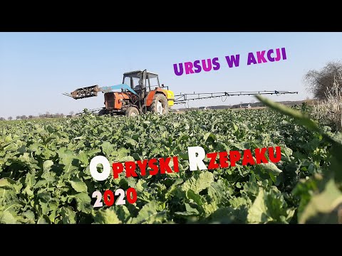 ☆ OPRYSKI RZEPAKU 2020 NA GRZYBA☆ CHMURA DYMU I DO PRZODU ☆ URSUS C-360☆ DawidZ013