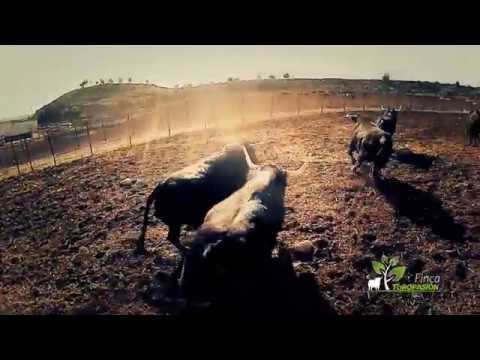 Finca Toropasión – La magia del campo bravo