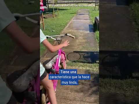 Continúa la convocatoria a familias de todo el país para adoptar a una niña de 11 años