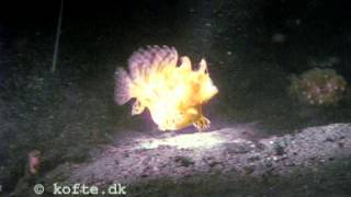 preview picture of video 'Hairy frogfish eats Soldierfish'