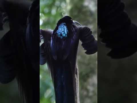 Beautiful Bird of Paradise... ( Black SickLebill )