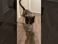 Coming to say hello | Parker and Lily #shorts