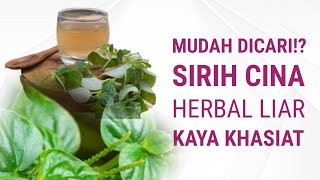 Download lagu The Rich Benefits of Chinese Betel Leaf for Health: A Wild Herb Rich in Properties mp3