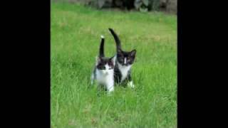 Cute Overload: Parry Gripp Cute Overload: Parry Gripp