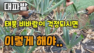 텃밭에 심은 대파 태풍비바람이 걱정되시면 지금당장 이렇게 해야 대파 걱정 없어요 대파 자르는 방법과 이유