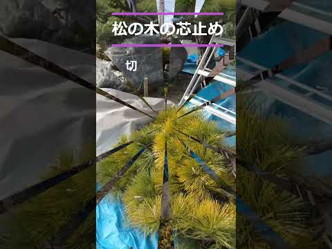 園芸 剪定傷の治癒