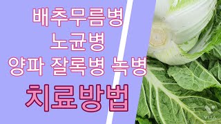 김장배추무름병 노균병 양파잘록병 치료하기