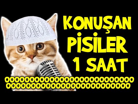 KONUŞAN PİSİLER 000000000000000000000000000000000000000000000000000 1 SAAT - En Komik Kedi Videoları
