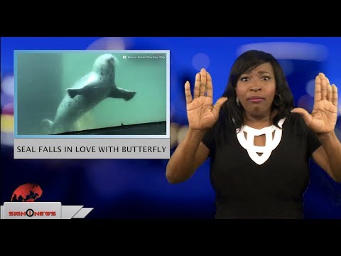 Seal falls in love with butterfly (ASL - 8.31.18)