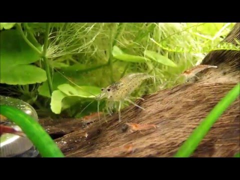 Krewetki Red Cherry / Amano - życie podwodne w akwarium 60L