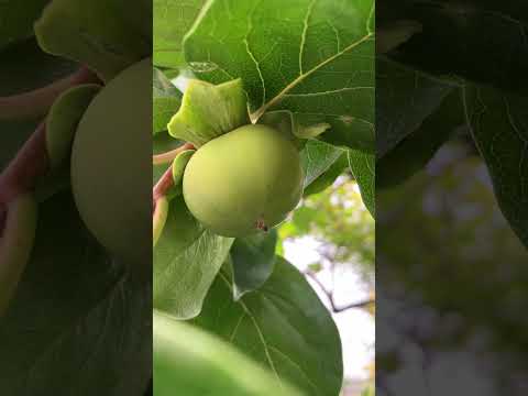 これが、すぐに果樹にホイルを被せるべき理由です。  庭園