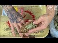 How To Roll A Backwood