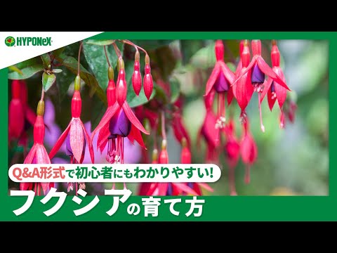美しいフクシアを育てる方法 メンテナンスのヒント 剪定 水やり 肥料の手入れ