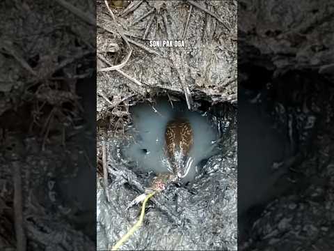 Akhirnya Kena Belut Super Ganas.. #sonipakoga #belutjember #mancingbelutjember