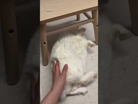 동그란 토끼 뒹구르르