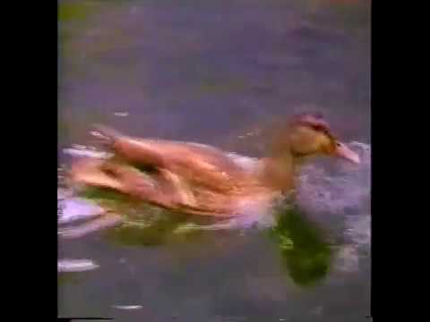 Jóias Preciosas, Hinário Adventista Nº 462