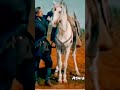 Ertugrul Horse Riding