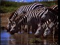 Zebraen I Stalden Heste Dokumentar På Dansk