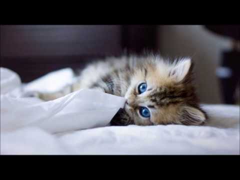 Deep & Underground House Music - Communication (80 Minutes Mix - DJ DeeKaa)