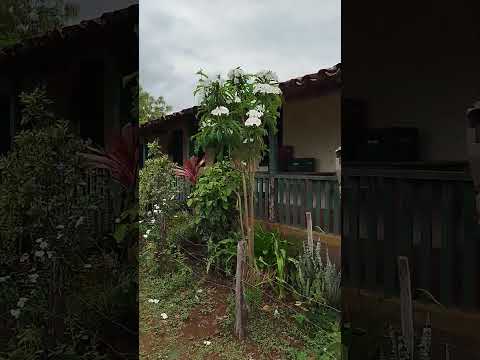 muita água em Candeal BA #sertão #viral