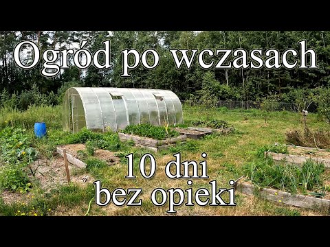 Ogród po wczasach - 10 dni bez opieki - Ogrodowe pierdamony 172