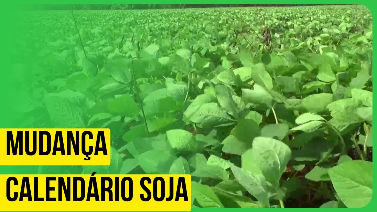 GO: Alterações no calendário da soja
