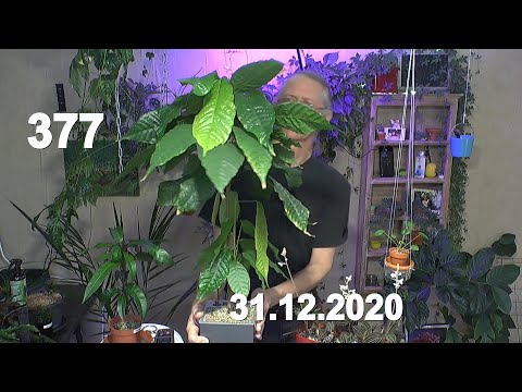 Exotische Pflanzen Litschi und Kakao Pflanzen in der Pflege und indische Telegraphenpflanze düngen