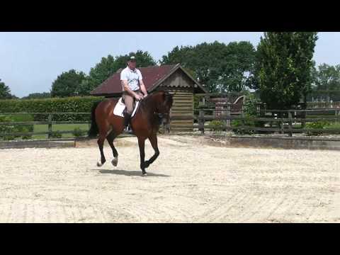 Sportpferde Christoph Strobel / Solitair