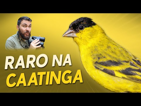 Is the Northeastern Goldfinch disappearing from the Caatinga?