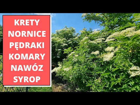 Gnojówka na wszystko