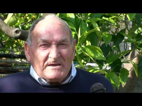 Diamond: The Secrets of Cedar as Told by Bernardo Magurno