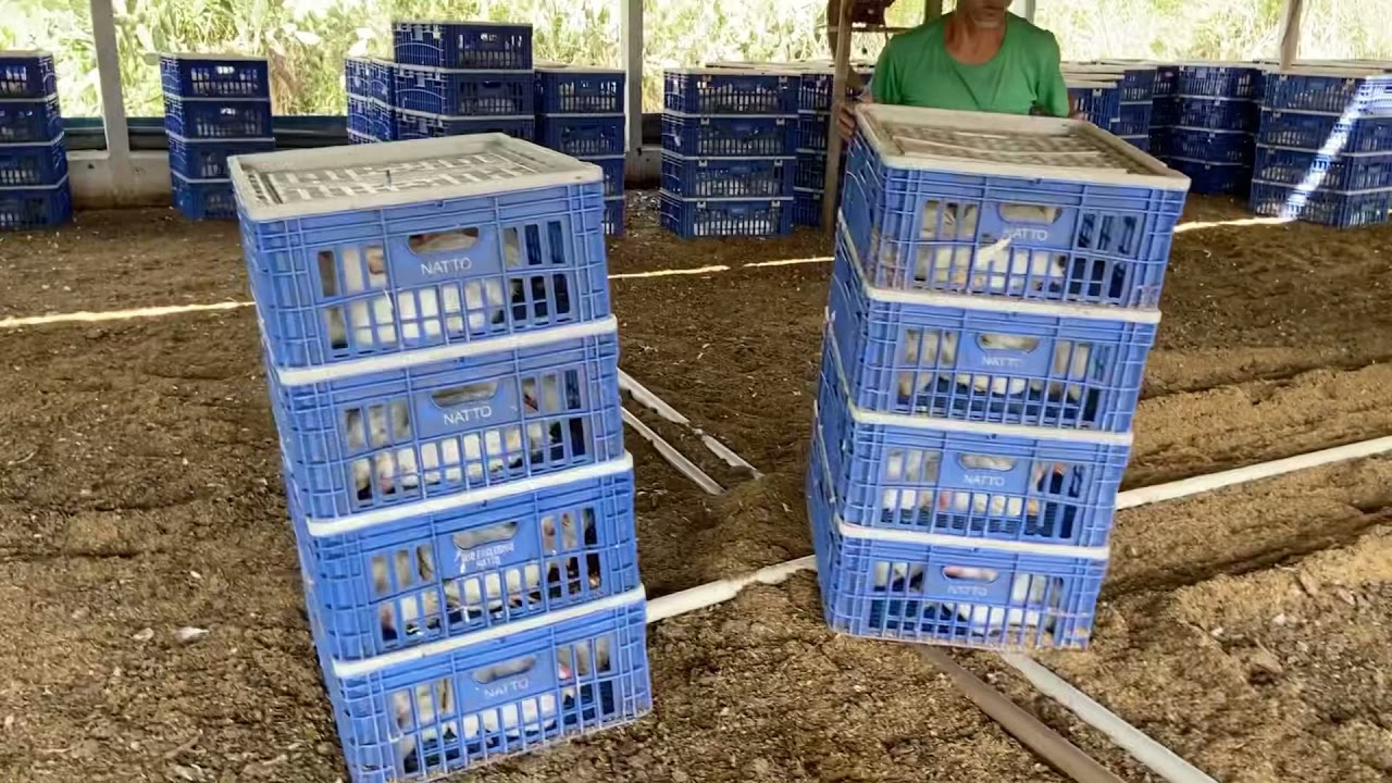 Conheça como é feita a pega dos frangos