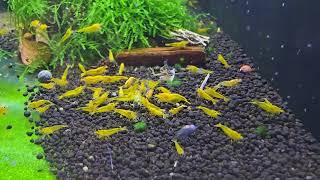 Caridina sp. Yellow King Kong