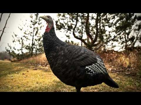 Avian X LCD Turkey Decoys Product Profile