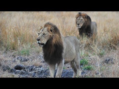 What Happened to the Mighty Orpen Male Lions? | A Virtual Safari Tribute