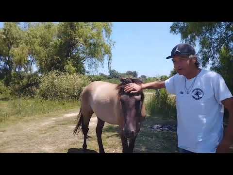 Está quedando lindo el camping en General Lagos, calor y pesca..