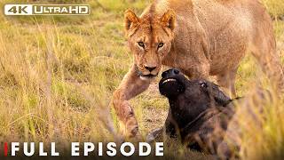 The Most Dangerous Lions of the Serengeti | FULL EPISODE | Wildlife Documentary