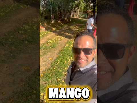 En la Región donde el Mango se pierde en Venezuela 🥭 #tinaquillo #cojedes #mango #frutas #llano