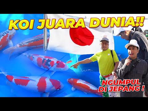 #1 JEPANG | BELASAN JAM TERBANG KE HIROSHIMA.. SPEECHLESS LIAT KOI JUARA DUNIA..!!