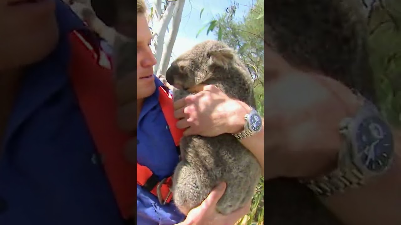 Koala Runs From 4 Girlfriends | Bondi Vet #shorts