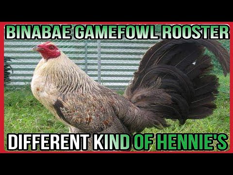 😮DIFFERENT KIND OF HENNIE'S "BINABAE" GAMEFOWL ROOSTER
