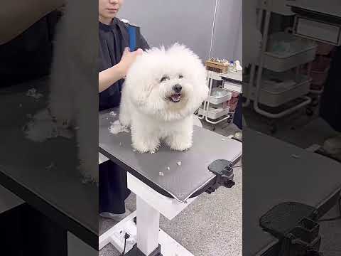 BICHON FRISE'S FACE AND SIDE BODY GROOMING 🐾🙉🐶#dog #cutedog #puppy #shortsvideo