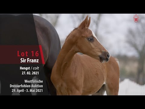 Westfälische Dressurfohlen-Auktion Lot 16 Sir Franz HF v. Selectric - Sir Donnerhall I