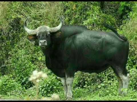 sial,ramsial,sele leh tumpang te hi thuhmun anlo ni reng emm🤔🤔