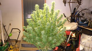 Harvesting Bruce Banner Mother Cannabis Plant ✂️