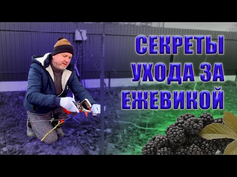 Весенний уход за лозой ежевики