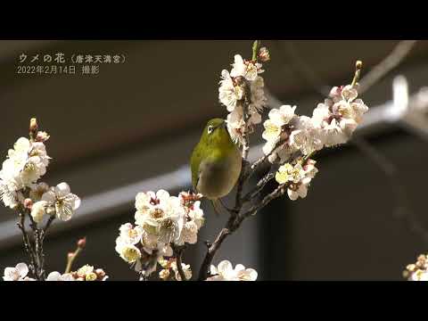 【佐賀県唐津市の風景：4K映像】ウメの花　[唐津天満宮] (令和4年2月14日撮影）