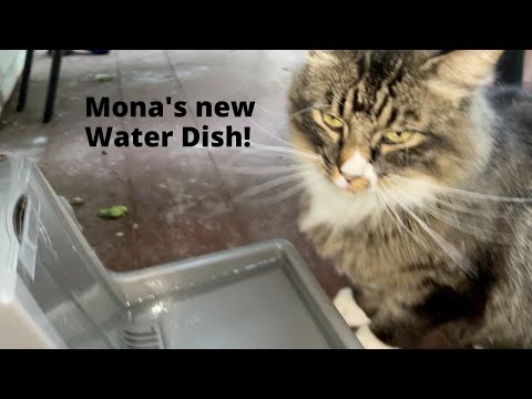 Mona got a new water dish