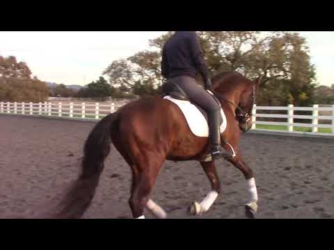 Flamenco YM - 2014 PRE Andalusian for sale