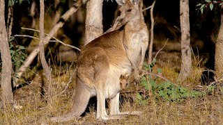 How Marsupials Are Different From Other Mammals (4K)